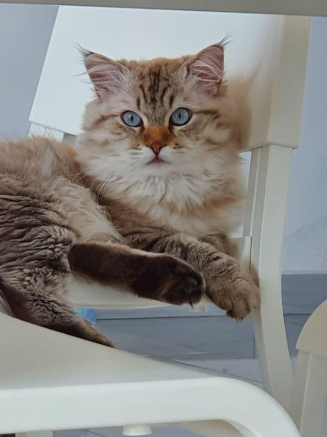 Dog Walking in JVC, Dubai Marina Jvc Dog Walking PetBacker Dubai