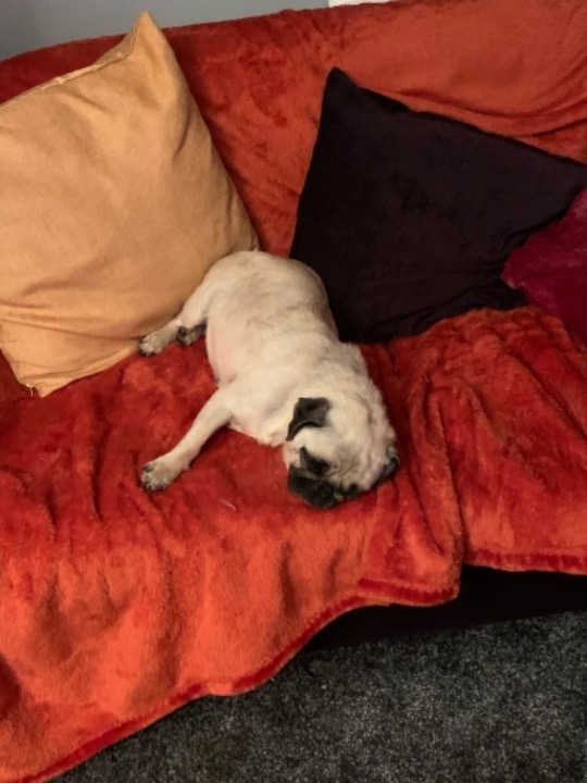 Pet Boarding in Longley Hall Road, Dog Care Sheffield PetBacker