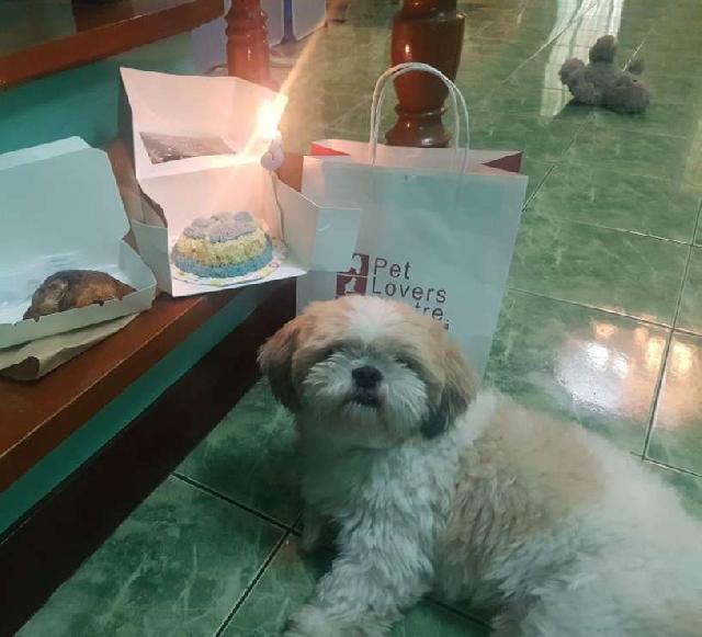 Dog Hotel Home Pet Boarding in Bgry Bagumbuhay hall, Lungsod Quezon