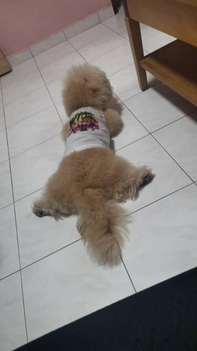 Pet Hotel Home Pet Boarding in , KL Shini Pet Boarding PetBacker