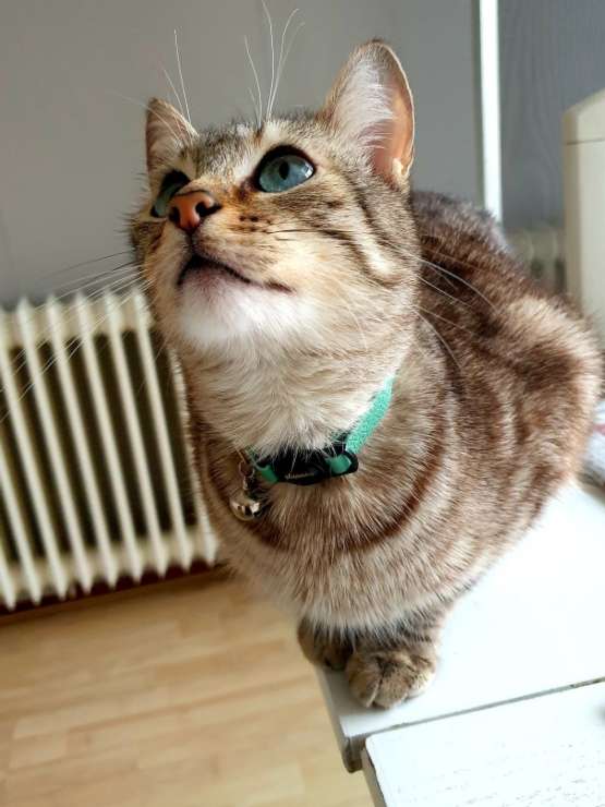 Pet Boarding in Capelle, StokeonTrent Shan's Kittie Kare