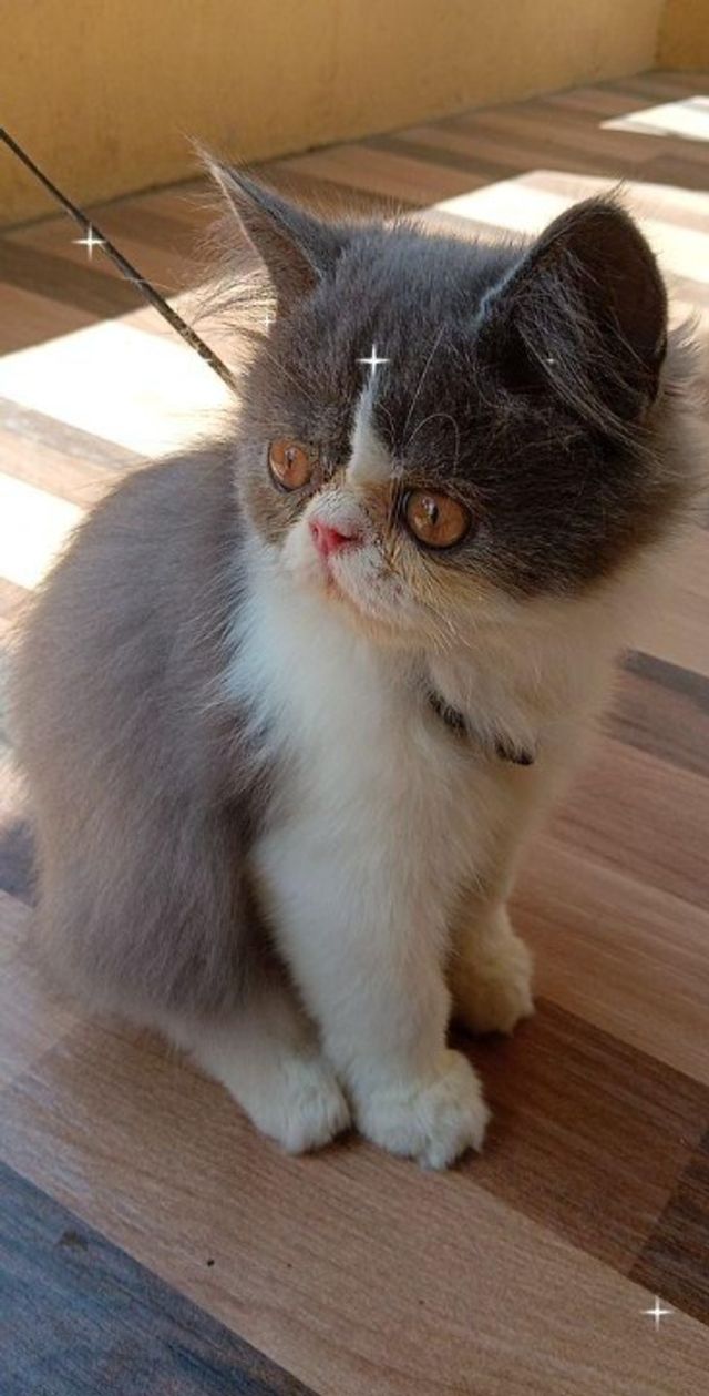 Pet Hotel Home Pet Boarding in Shital Petrol Pump K, Pune Simba Cats