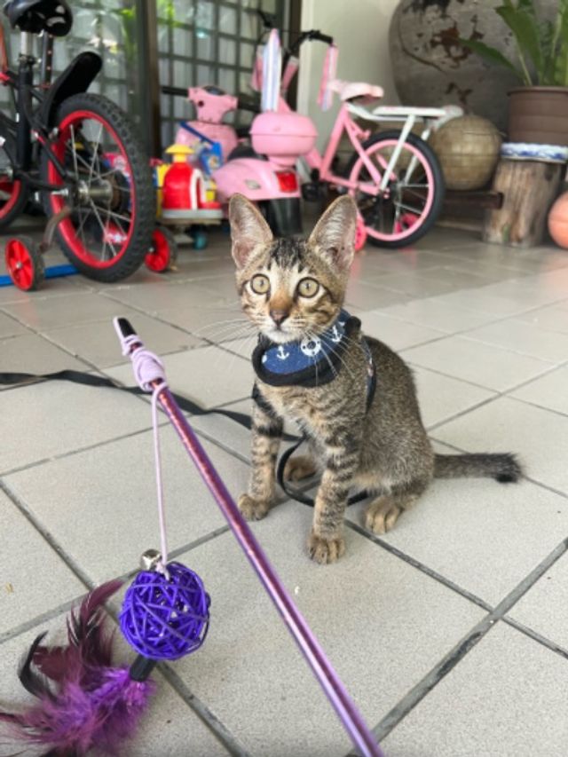 Johor bahru Best Pet Hotel Home Boarding Johor Bahru PetBacker