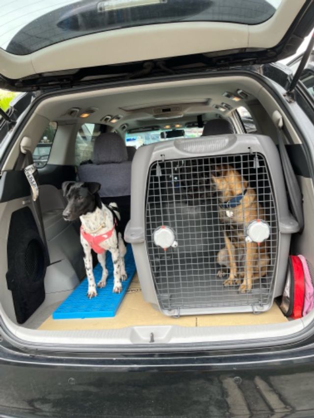 Pet Taxi Transport in Puchong CrossPaws Dog PickUp And DropOff