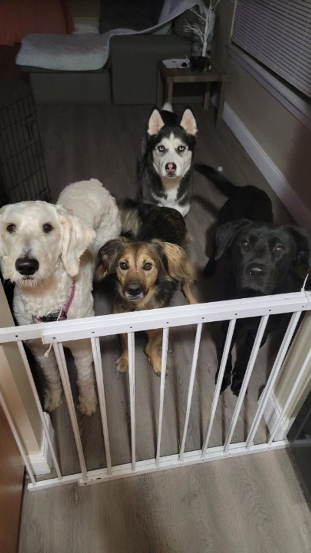 Pet Boarding in Jay's Slumber Pawty Boarding