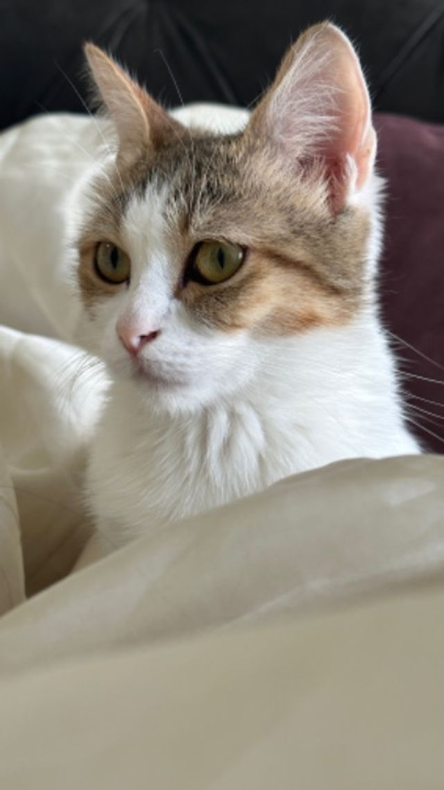 Pet Hotel Home Pet Boarding in Dubai Lu Pet Boarding PetBacker Dubai