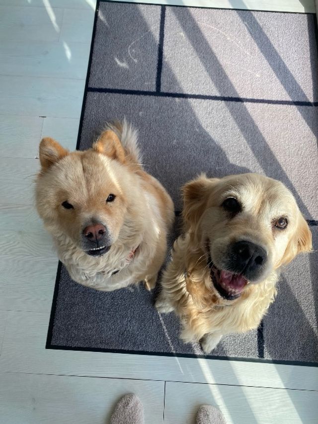 Golden Retriever Charlie's Friends Doggie Daycare Find THE - Main Image