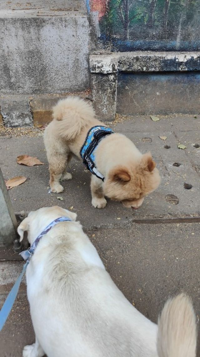 Vashi Navi Small Animal Grooming Near Me Dog Walking In Airoli To
