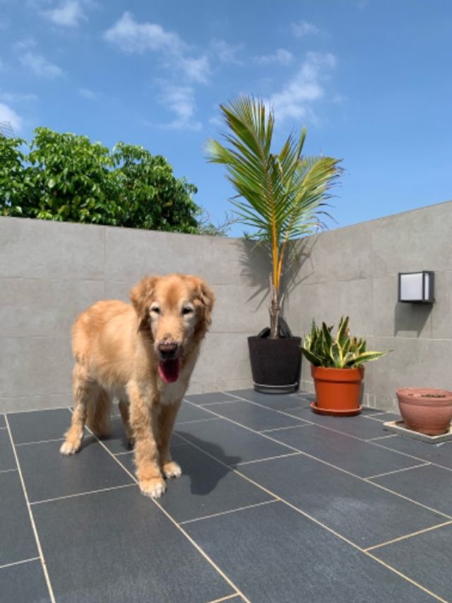 Pet Hotel Home Pet Boarding in Sheung Shui, Hong Kong Pet Cottage