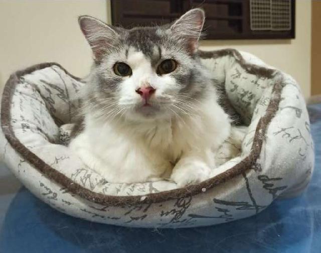 Cat Hotel Home Pet Boarding in singapore, Jurong West FURbulous