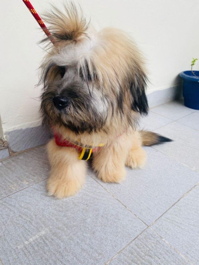 Pet Hotel Home Pet Boarding in Gurgaon, Gurugram Explorer Pet