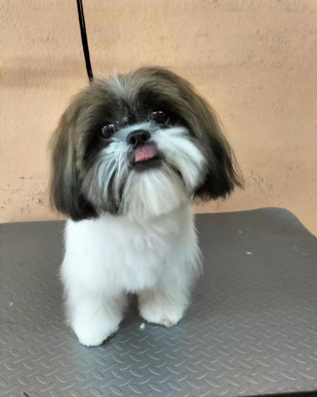 Peluquería Canina Cortes De Pelo Para Shitzu Tzu Hembra Cortes De