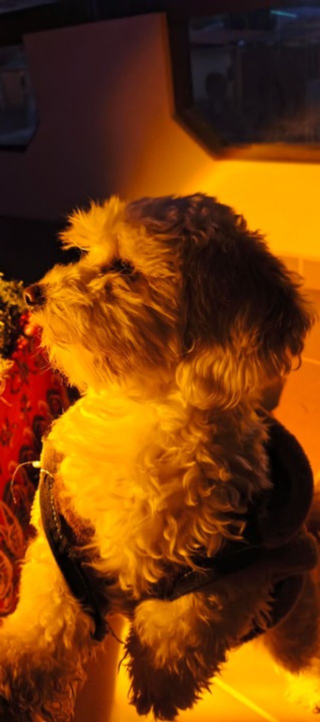 HSNT | La regla 3-3-3: una guía perfecta para llevar a casa a su nuevo perro  adoptado, image size:640x1445