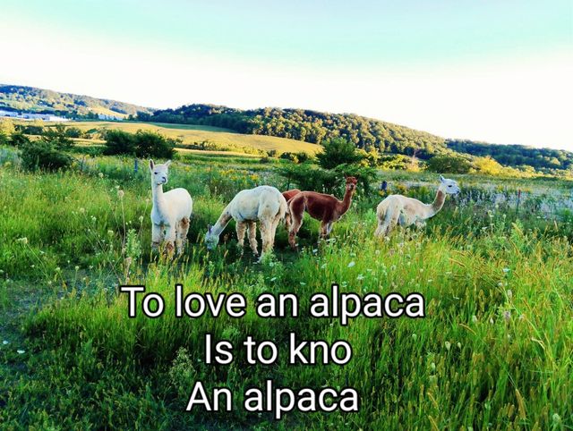 Pet Sitter in Key West Dubuque Perfect Paw Pals PetBacker Iowa