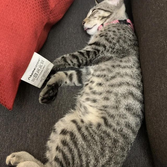 Pet Hotel Home Pet Boarding in Whitefield, Hope far, Bengaluru