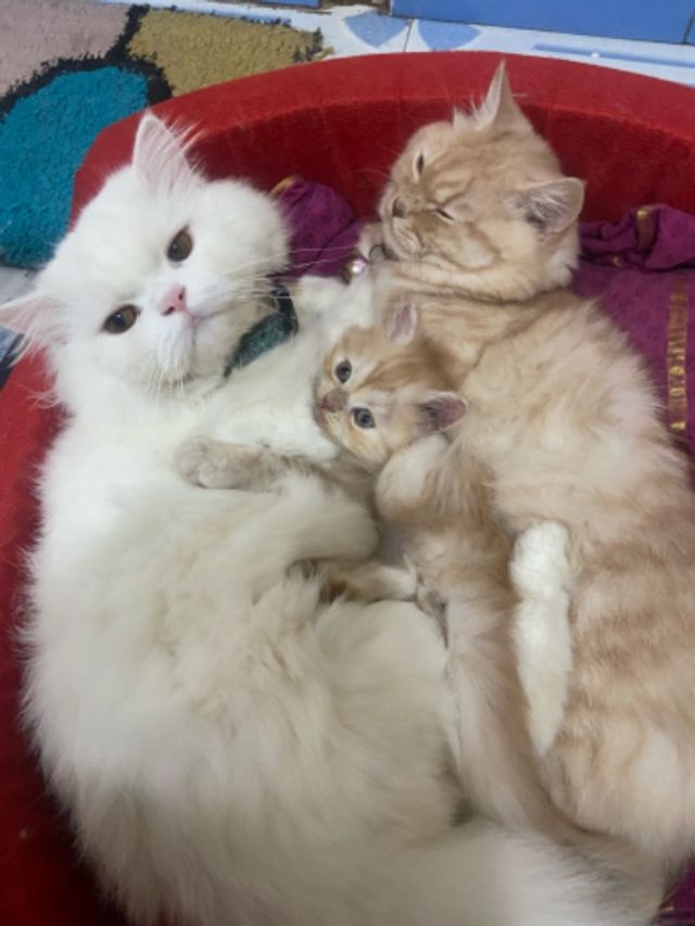 Pet Hotel Home Pet Boarding in Gurgaon , Gurugram Kitty Cat Daycare