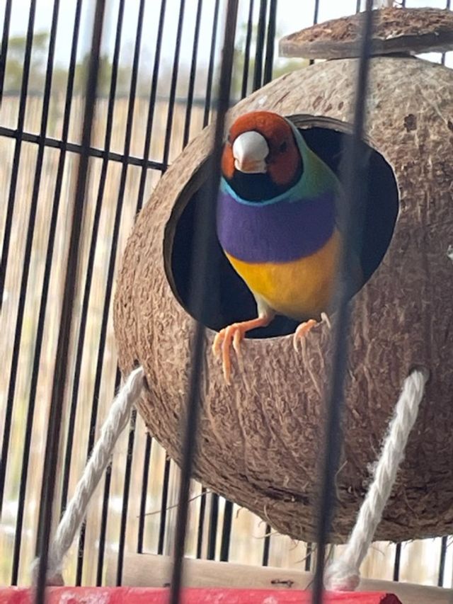 Pet Boarding in Orlando Internationa, Orlando Orlando Bird And Guinea