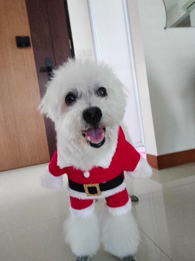 Pet Sitter in Northeast , Singapore Pet Sitting PetBacker Singapore