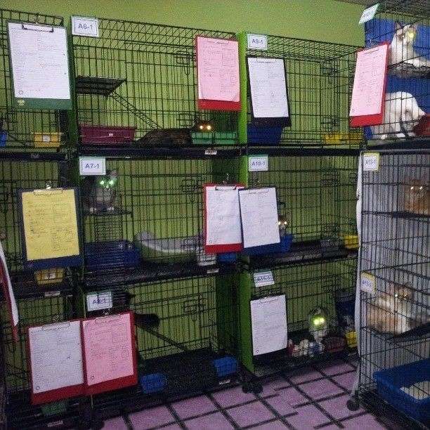 Cat Hotel Home Pet Boarding in zul azizi boarding, Puchong Hotel