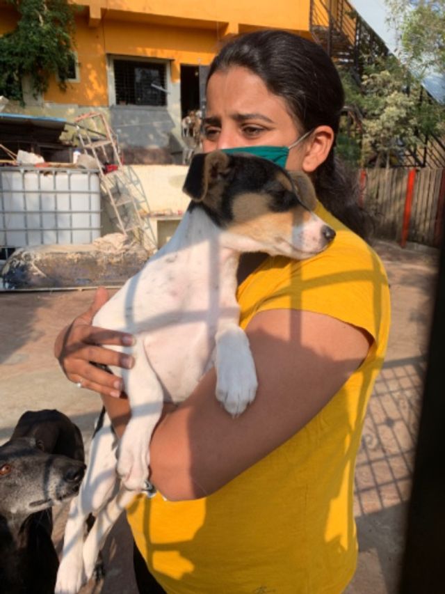 Pet Hotel Home Pet Boarding in Dubai Happy Tails PetBacker Dubai