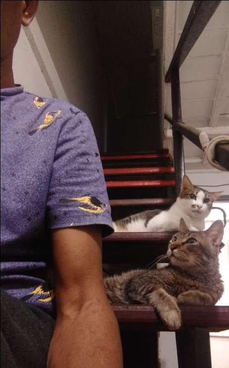 Cat Hotel Home Pet Boarding in Kawasan industrial B, Batu Caves