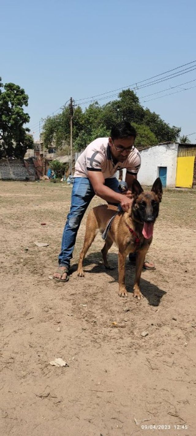 Pet Training in Kolkata Dark Knights K9 Dog Training Institute