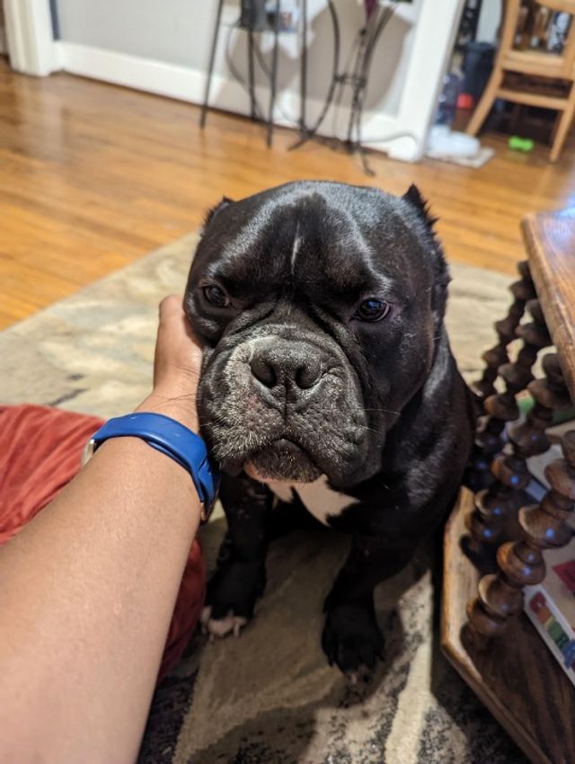 Pet Sitter in Main Street, Baton Rouge House Sitting Br, Nola, Zachary, Baker, Walker