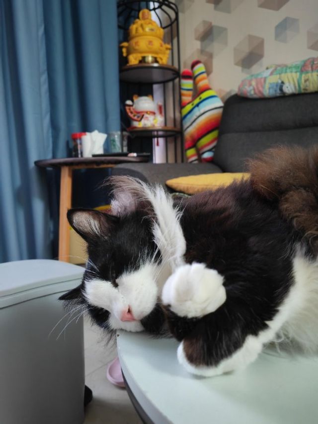 Pet Hotel Home Pet Boarding in Jalan Putra Square 6, Puchong