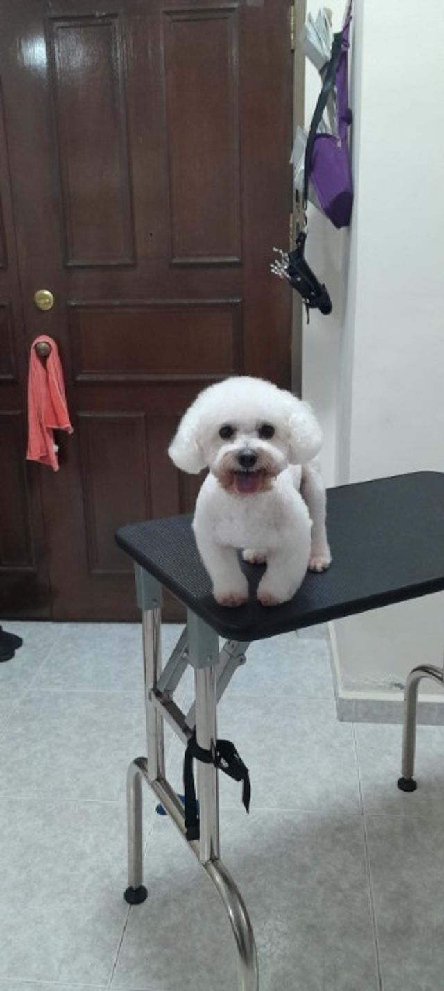 Pet Grooming in Buangkok, Hougang, Hougang Boo & Furr Pet Home