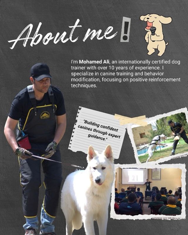 Pet Training in King khaled road, Riyadh | Dog Training- Riyadh,ksa