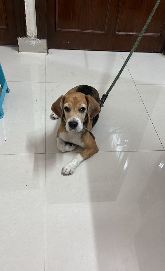 Dog Walking in Madiwala lake, BTM L, Bengaluru