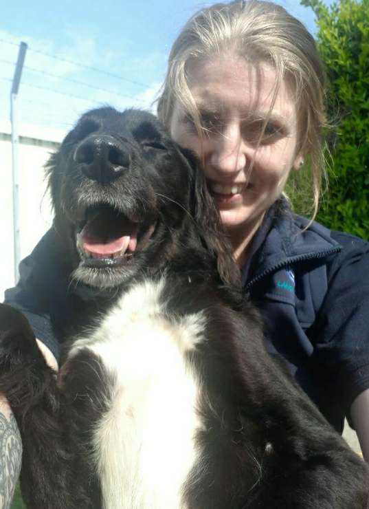 Pet Boarding in liverpool, England Liverpool Katie's Dog Boarding PetBacker Home Pet Hotel