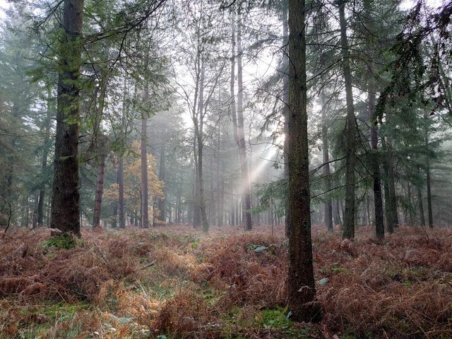 Dog Walking in Albury/Shere/Guildfo, Guildford GU9 Albury Dog