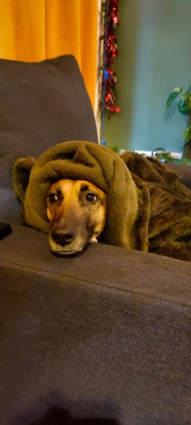 Pet Hotel Home Pet Boarding in Sector 67, Gurgaon Imli's Boarding