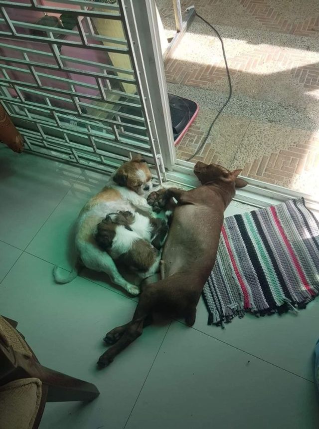 Pet Daycare in Angeles City, Pampan, 앙헬레스 Sung Hee's Dog Boarding