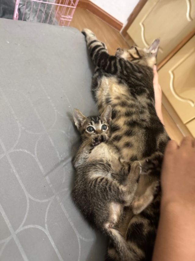 adrienne paw adrienne's pet grooming