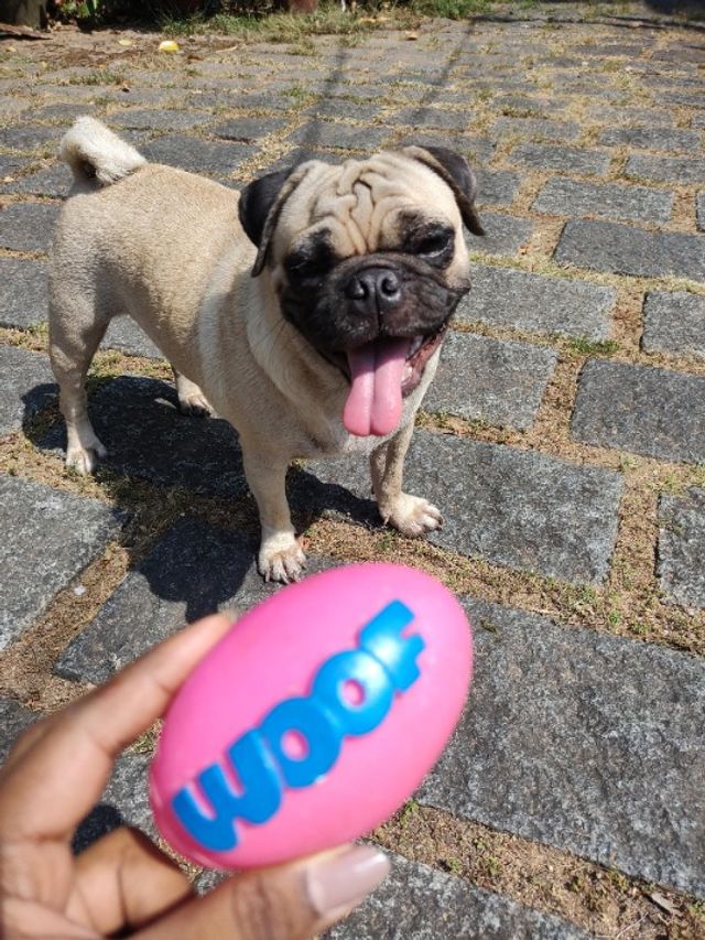 Pet Daycare in Kochi , Kochi Petclan Pet Boarding PetBacker Kerala