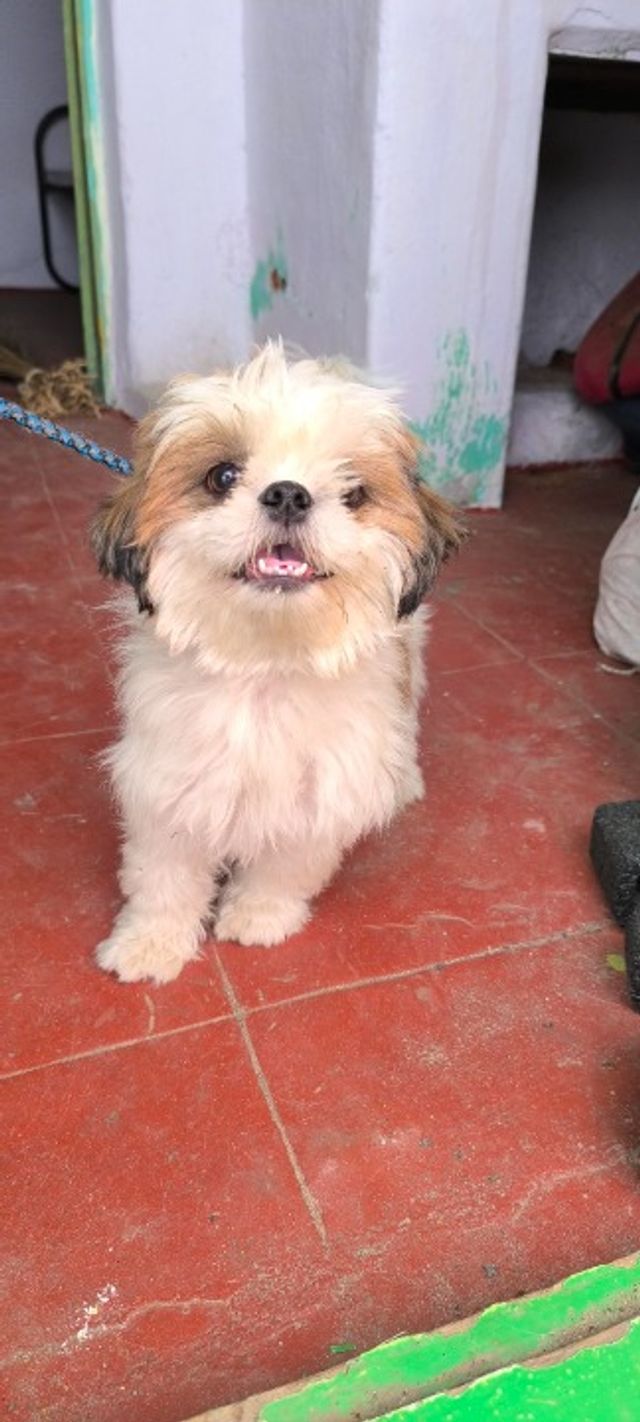 Pet Grooming in North*****, Kk Nagar, Chennai Cittu House Pet