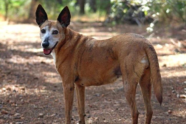 Dancing Creek Long Term Dog Boarding And Training Dog, Bird Hotel