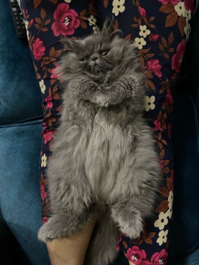 Cyberjaya, Puchong, Best Pet Hotel Home Boarding Cyberjaya