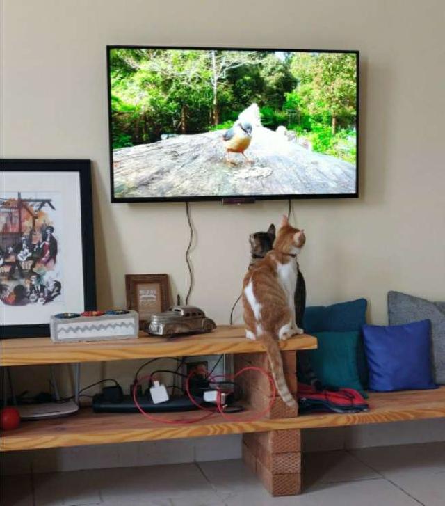 Cat Hotel Home Pet Boarding in Basavanagar, Vignan Bengaluru