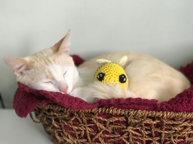 Pet Hotel Home Pet Boarding in Kinrara, Puchong Puchong