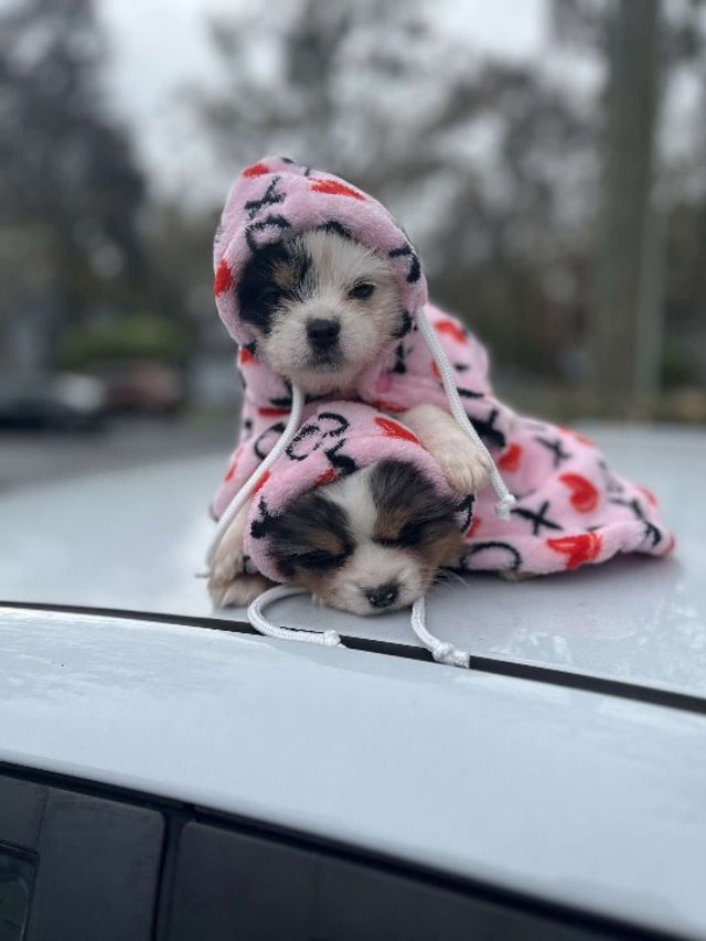 Pet Hotel Home Pet Boarding in Vienna Happy Hour Pet Boarding