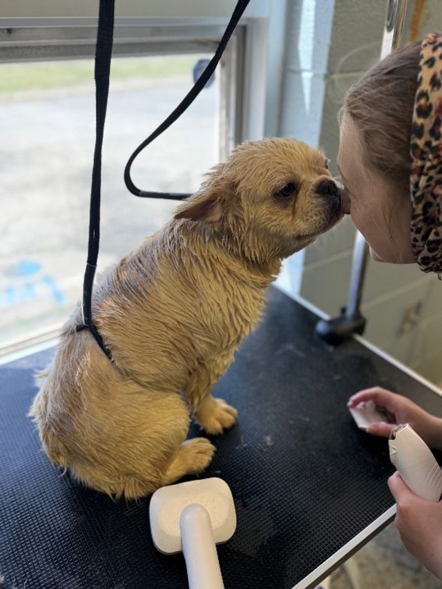 Pet Groomers Dog Daycare Close To Me Pet Babysitting Near Me Dog