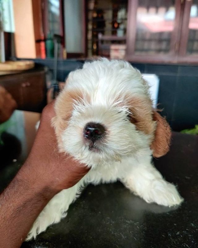 Pet Grooming in Begur , electronic c, Bengaluru Pet Spa Bath Care