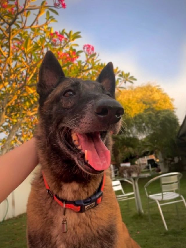 Pet Boarding in Shoreditch, East Lon, London Hackney Cozy Dog