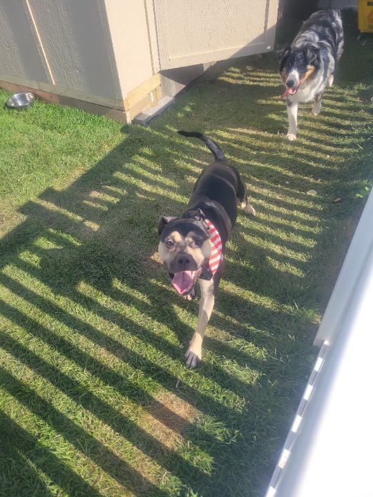 AllBreed Grooming Pet Daycare Boarding Center Front Royal VA atelieryuwa.ciao.jp