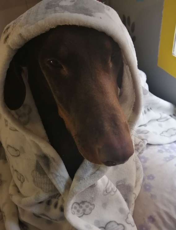 Doggy Daycare in Goodwood park Cape Town Goodwood Park