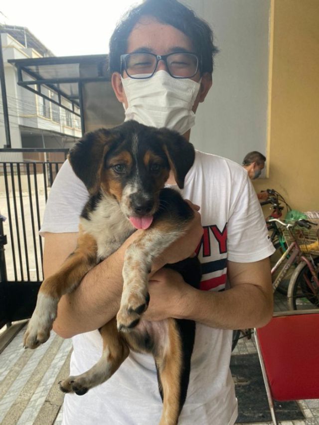 Dog Walking in Jalan Taman Palem Le, West Jakarta Nikoleon's Dog