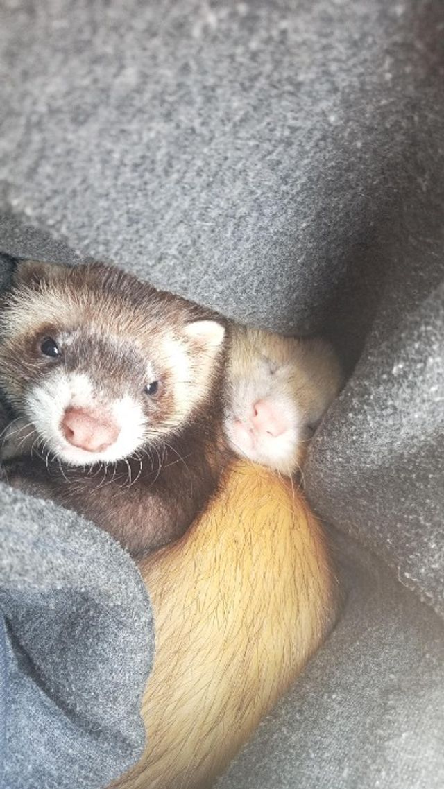 Pet Boarding in Sydney North Bondi The Bondi Ferret Man